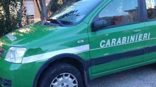 carabinieri-forestale-terracina.jpg